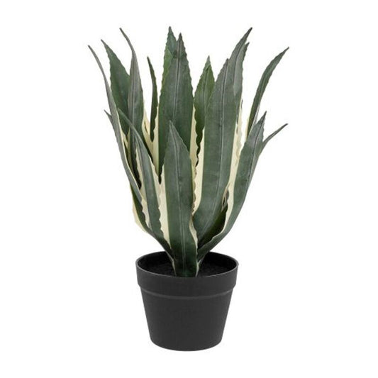 Agave americain exotic H55cm vert p