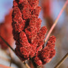 Sumac en poudre